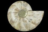Cut & Polished Ammonite Fossil (Half) - Crystal Lined Pockets #149611-1